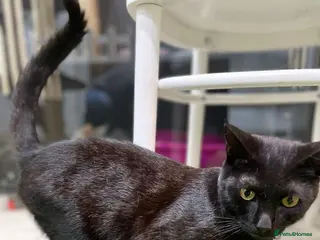 Mixed Breed cats ROXY ELLA HEALTHY CUDDLY SPAYED VACCINATED MICROCH - Advert 1