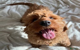 Cockapoo dogs for sale: Adorable Cockapoo Bentley Needs a Loving Home - Image 9