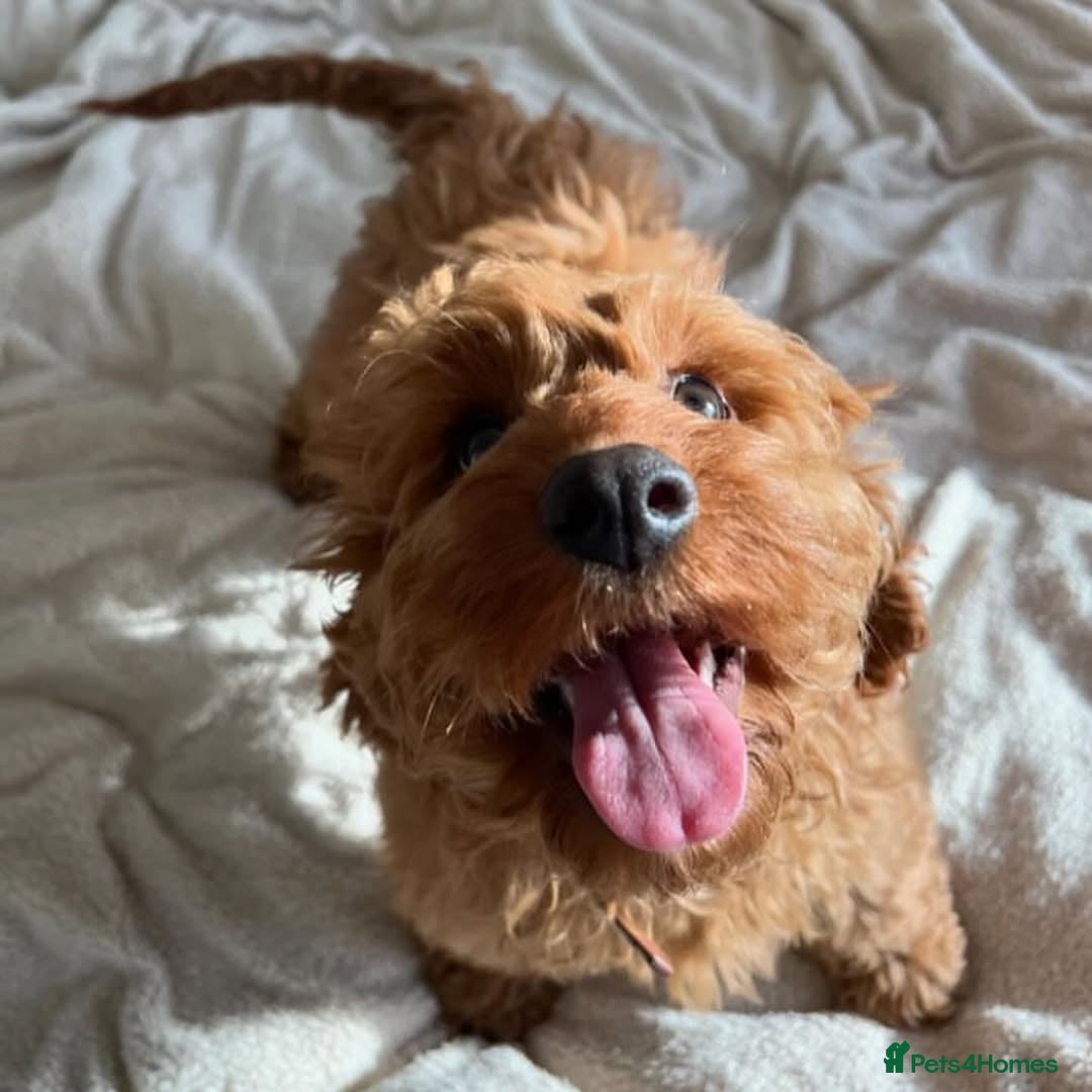 Cockapoo dogs for sale: Adorable Cockapoo Bentley Needs a Loving Home - Image 9
