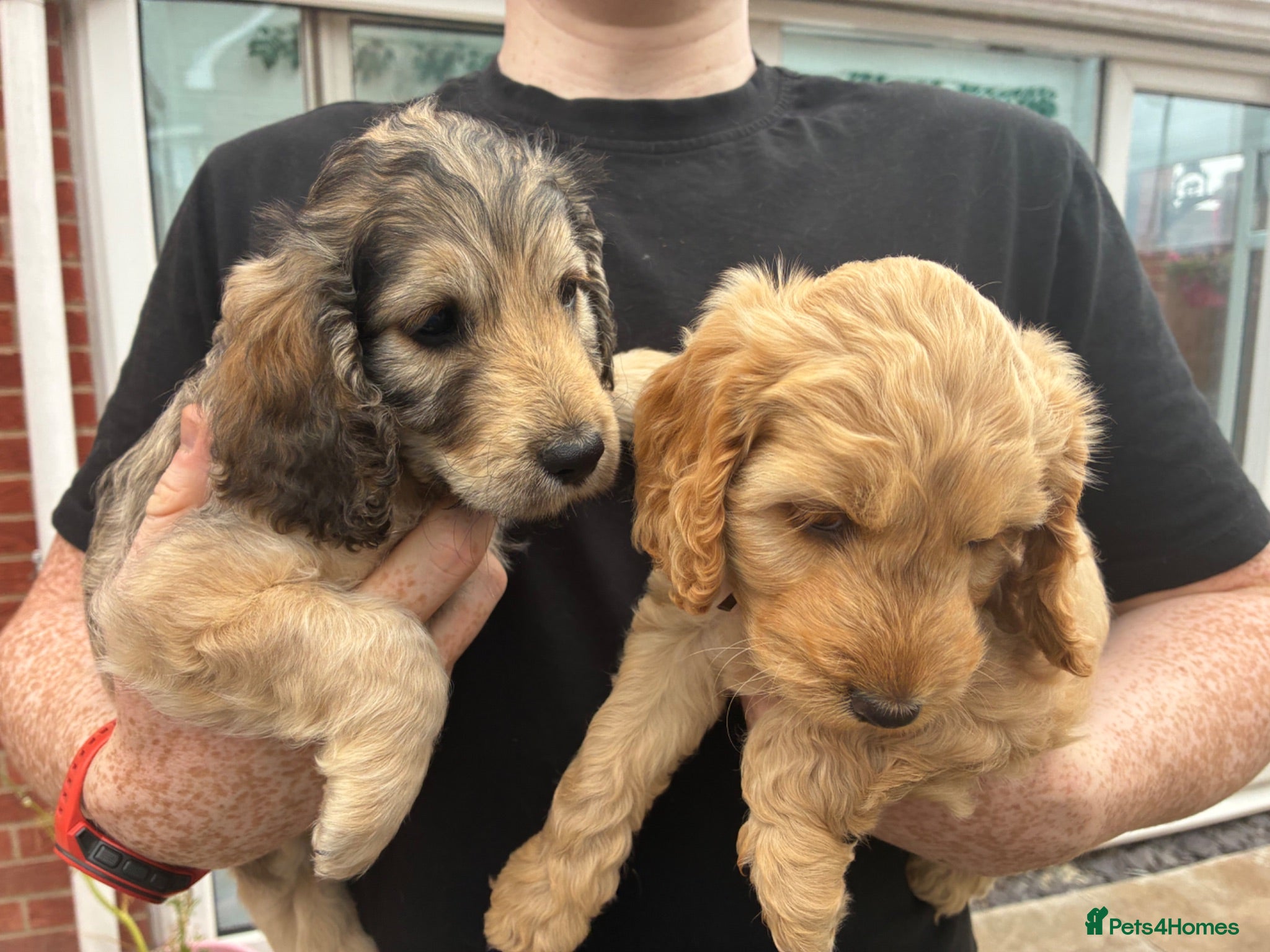 Cockapoo dogs Two left!Ready Now! F1 Cockapoo puppies!!  - Advert 2