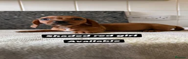Miniature Dachshund 3