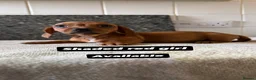 Miniature Dachshund dogs for sale: Last 3 beautiful puppy’s from a litter of 6  - Advert 6