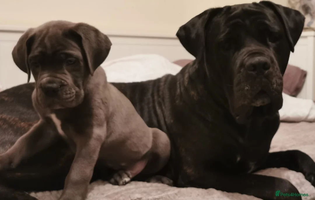 Cane Corso dogs for sale: Cane Corso  - Advert 9