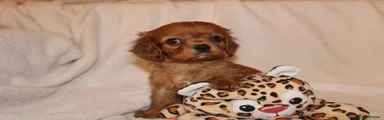 Cavalier King Charles Spaniel 7