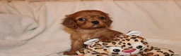 Cavalier King Charles Spaniel dogs for sale: Gorgeous Cavalier King Charles Spaniel - Advert 26