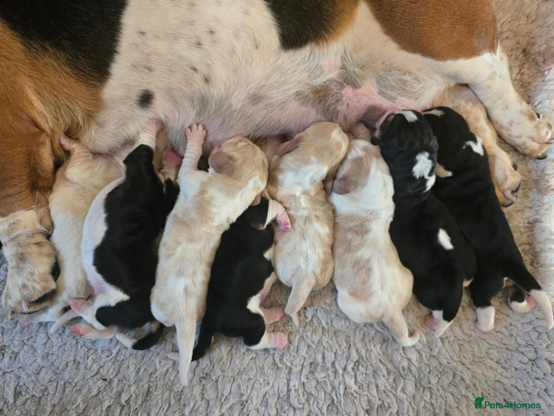 Basset Hound dogs Basset Hound Proven Stud - Advert 3