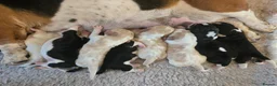 Basset Hound dogs for stud: Basset Hound Proven Stud - Advert 1