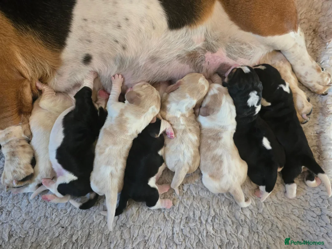 Basset Hound dogs for stud: Basset Hound Proven Stud - Advert 1