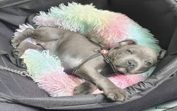 Staffordshire Bull Terrier dogs for sale: Staffordshire bull terrier babies - Image 3