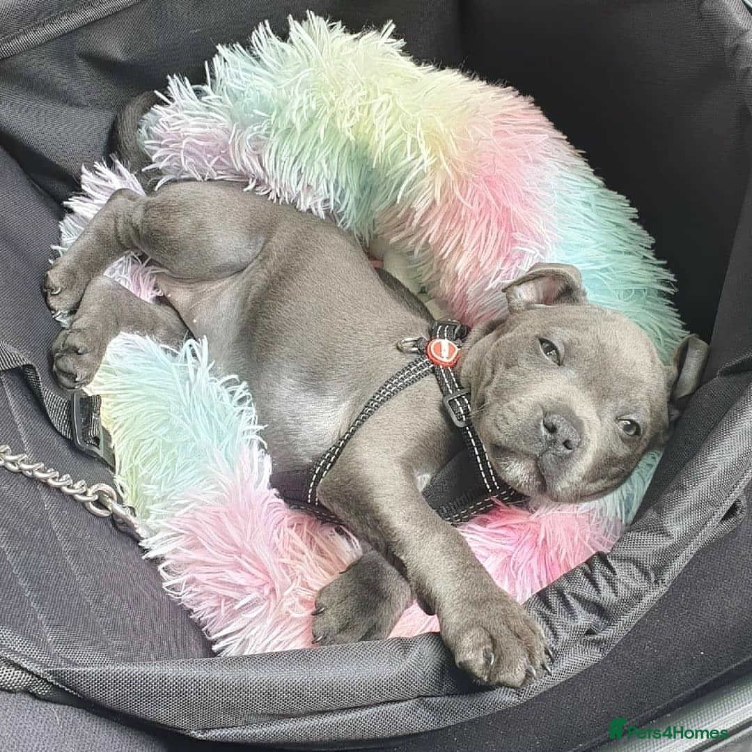 Staffordshire Bull Terrier dogs for sale: Staffordshire bull terrier babies - Image 3