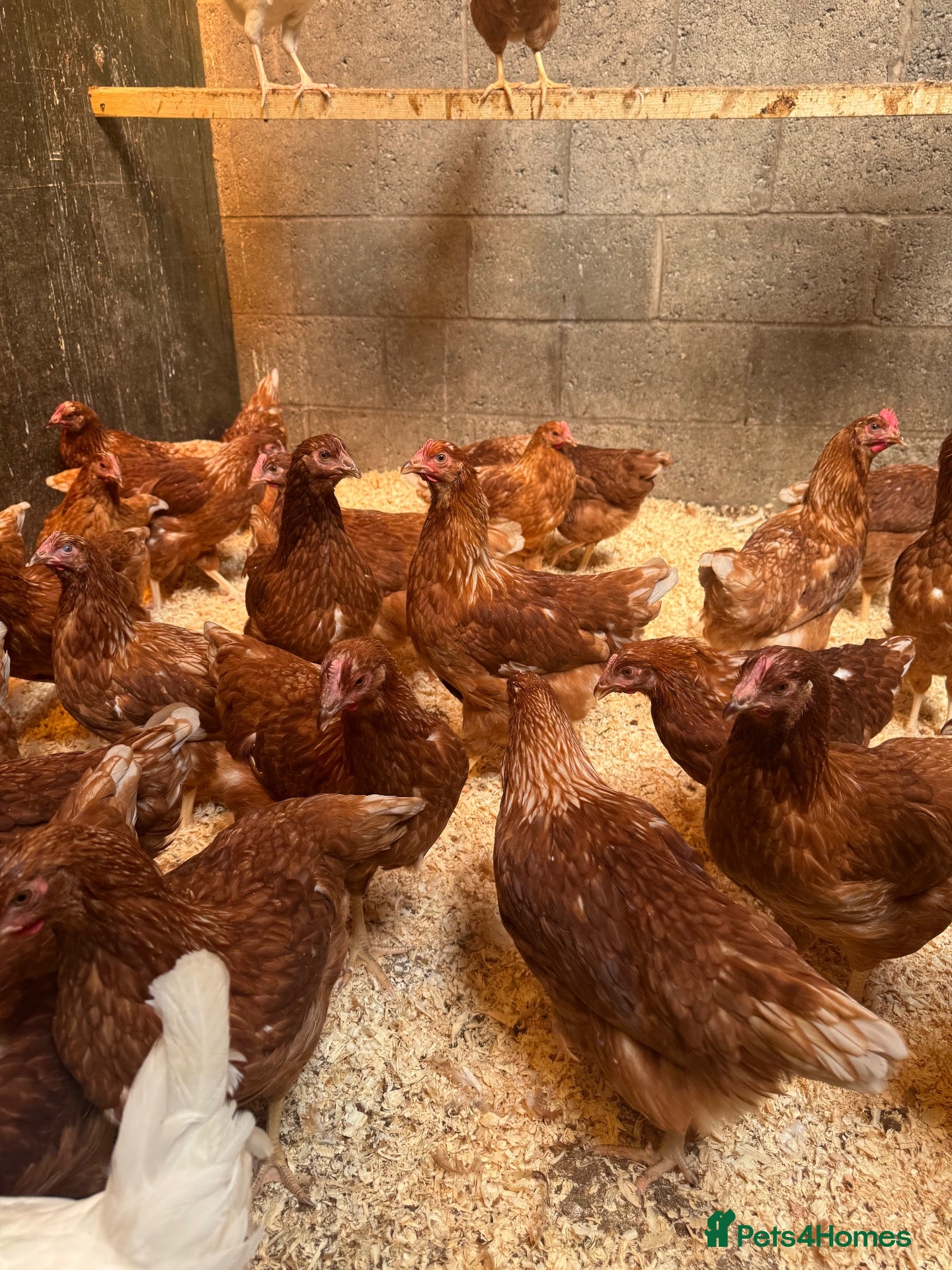 Chickens poultry Warrens  - Advert 1