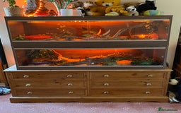 Corn Snake reptiles for sale: Scaless corn snakes  - Image 9