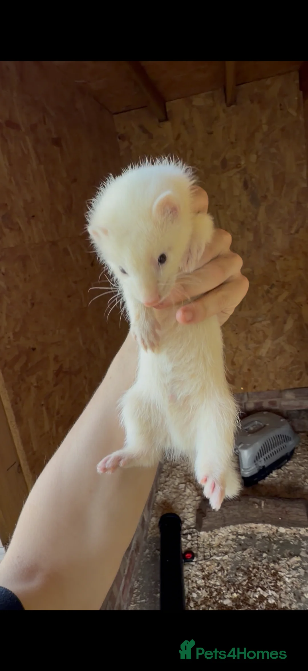 Ferret rodents for sale: Half micro ferret to greyhound type  - Advert 2