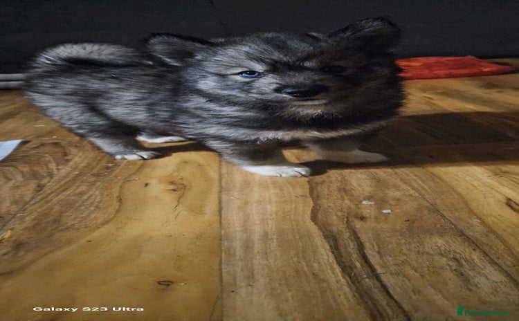 Siberian Husky dogs - Advert 1