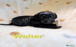 Standard Poodle dogs for sale: Standard poodles - Image 33