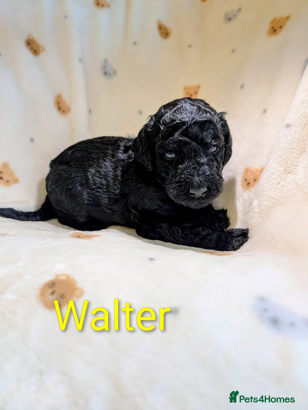 Standard Poodle dogs for sale: Standard poodles - Image 33