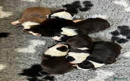 Boston Terrier dogs for sale: Beautiful Boston Terrier Puppies  - Image 4