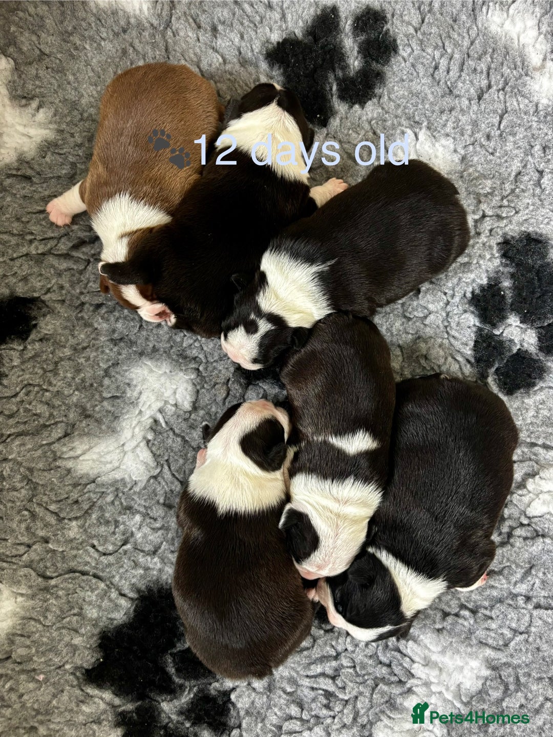 Boston Terrier dogs for sale: Beautiful Boston Terrier Puppies  - Image 4