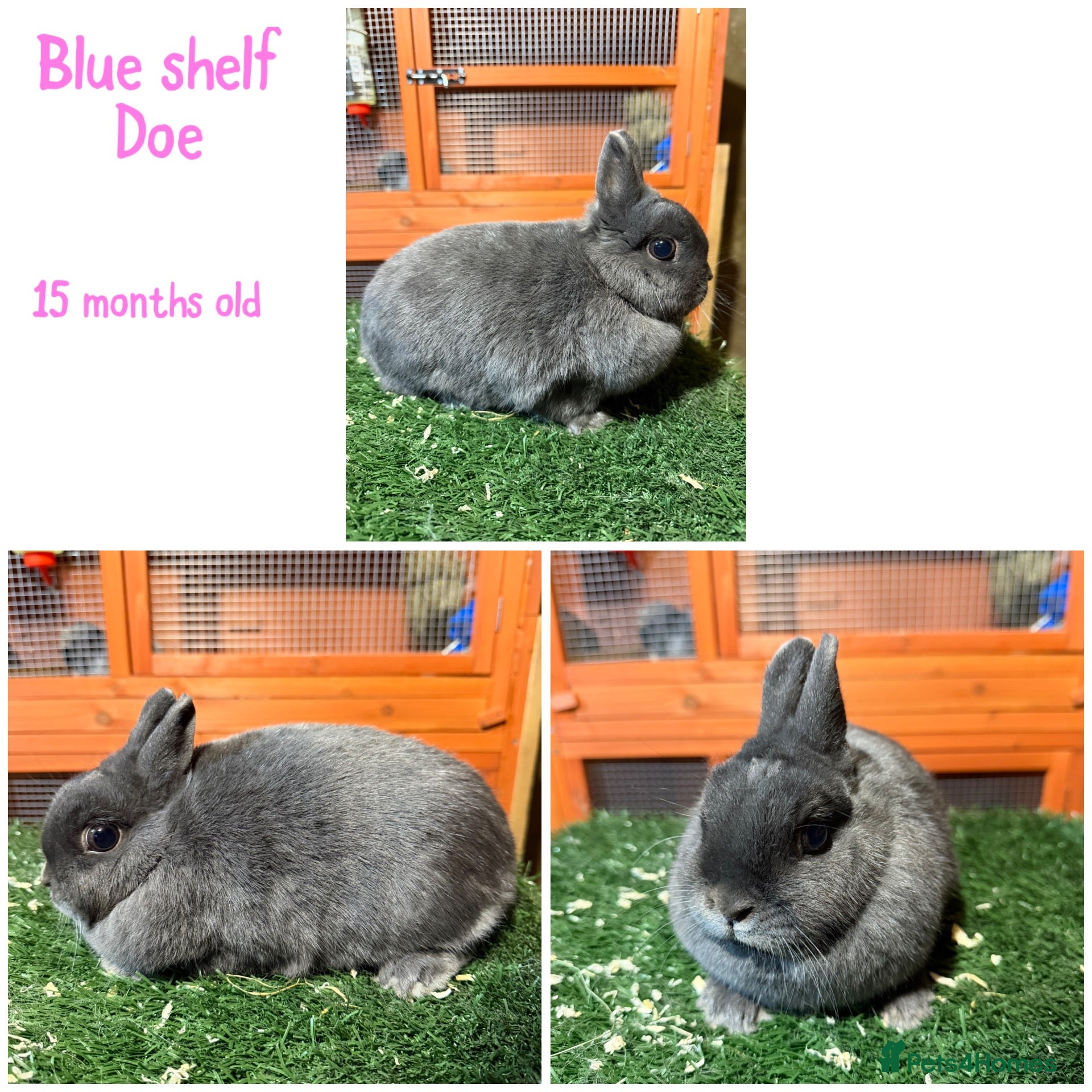 Netherland Dwarf rabbits for sale: Pure breed Netherlands dwarf  - Advert 1