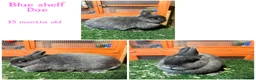 Netherland Dwarf rabbits for sale: Pure breed Netherlands dwarf  - Advert 1