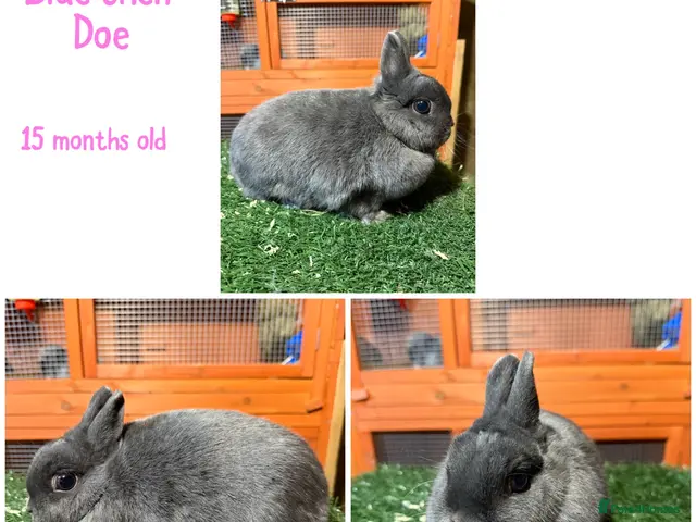 Netherland Dwarf rabbits for sale: Pure breed Netherlands dwarf - Advert 1