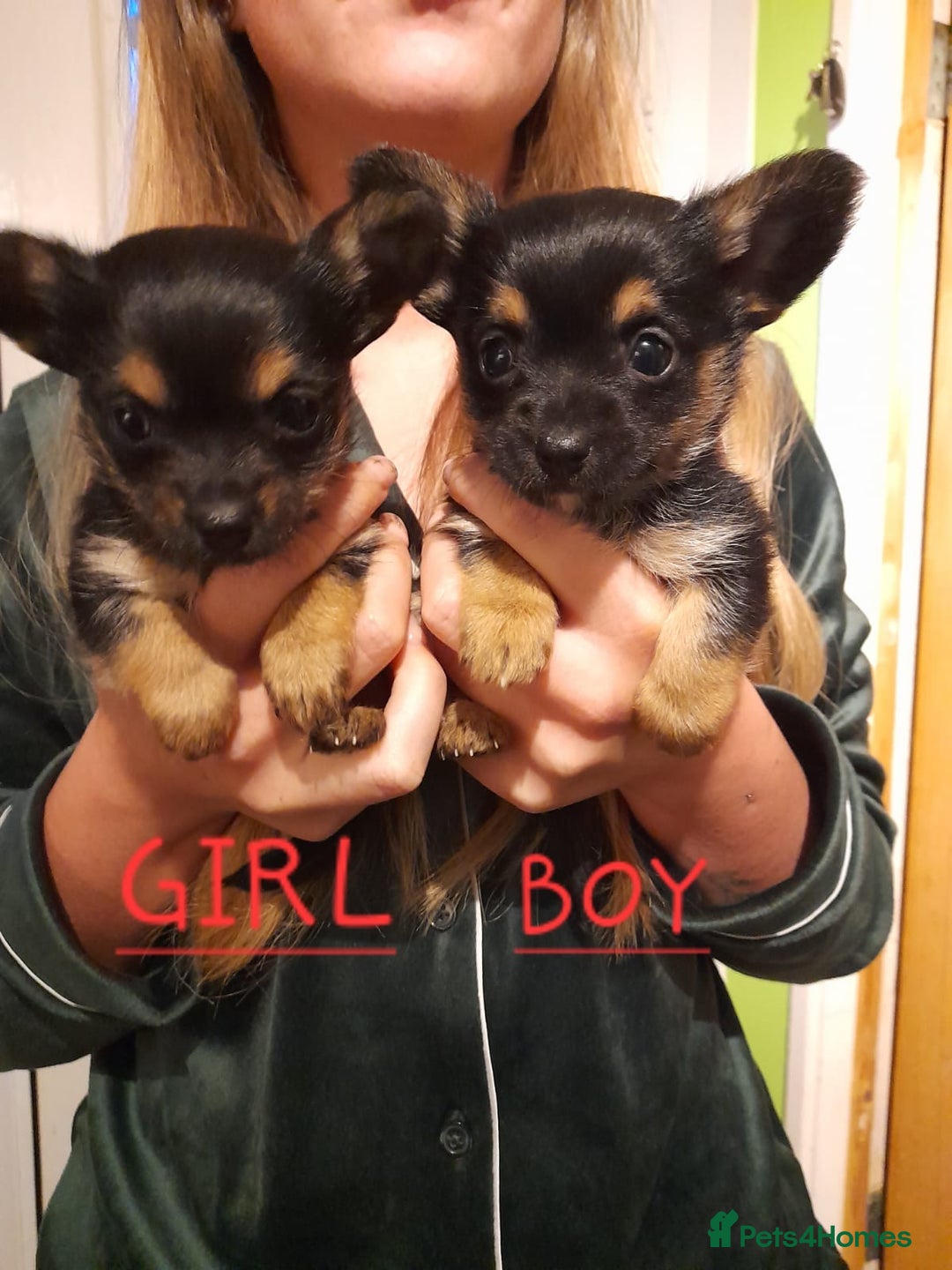 Chorkie dogs for sale: Chorkie puppies for sale - Advert 2