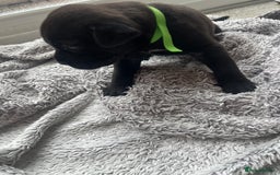 Cane Corso dogs for sale: Cane corsos puppies  - Advert 16