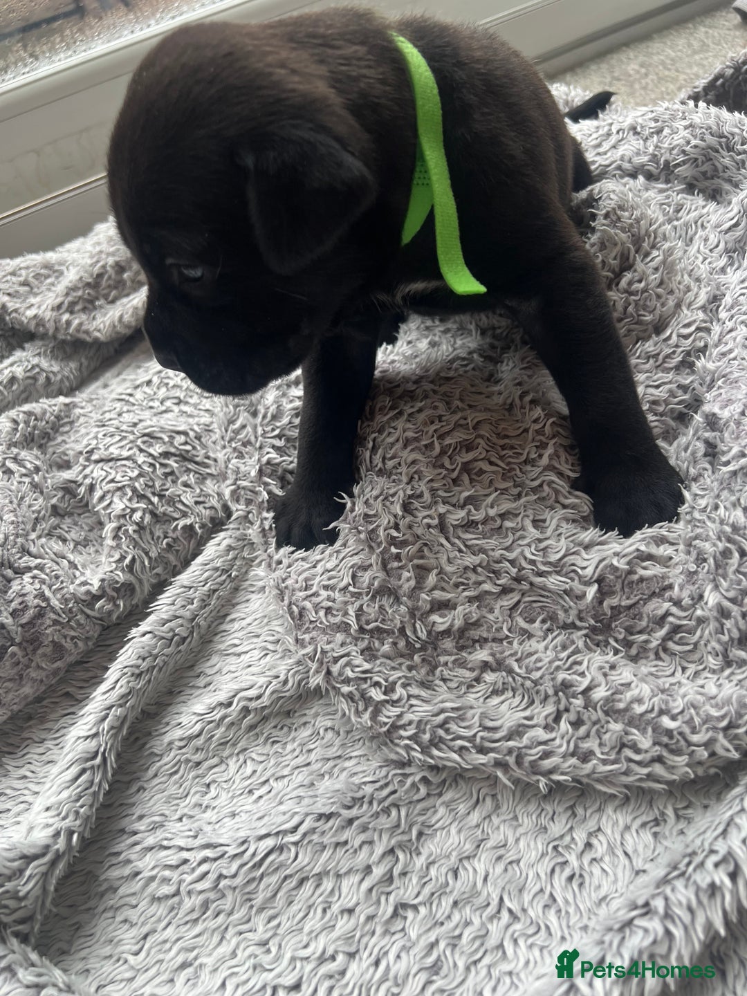 Cane Corso dogs for sale: Cane corsos puppies  - Advert 16