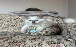 Ragdoll cats for sale: Extremely stunning boys and girls - Image 2