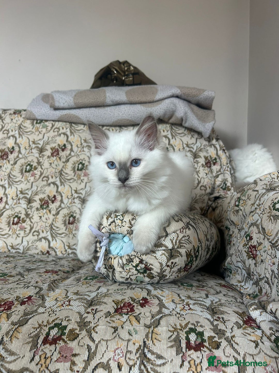 Ragdoll cats for sale: Extremely stunning boys and girls - Image 2