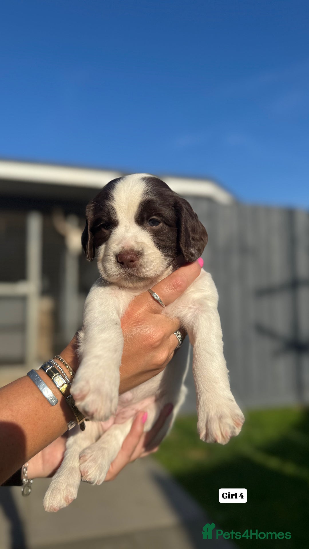 English Springer Spaniel dogs for sale: ✨ Working English Springer Spaniel Puppies ✨ - Image 19