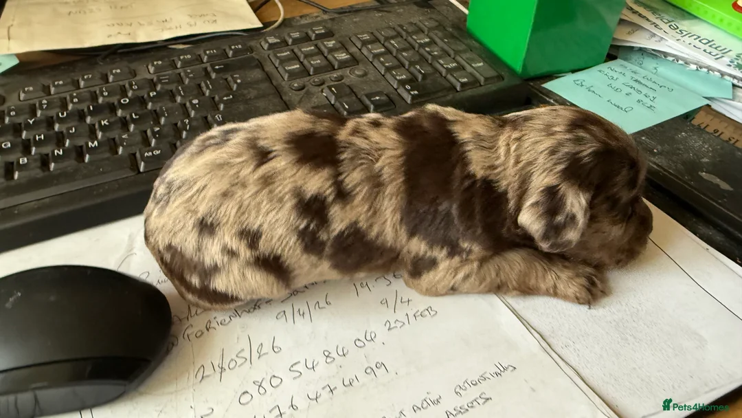 Cocker Spaniel dogs for sale: Chocolate merle and family - Advert 5