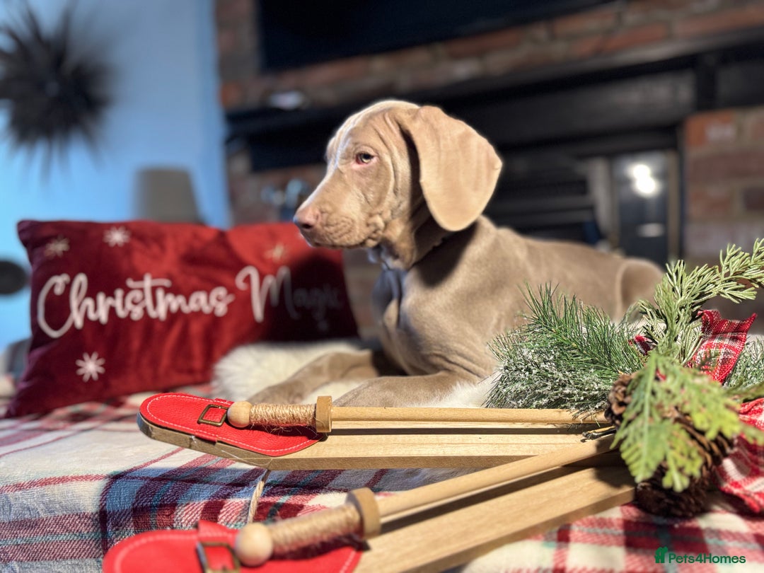 Weimaraner dogs for sale: ✨READY NOW✨ LAST FEW GIRLS✨ KC Reg Pups  ✨ - Advert 37