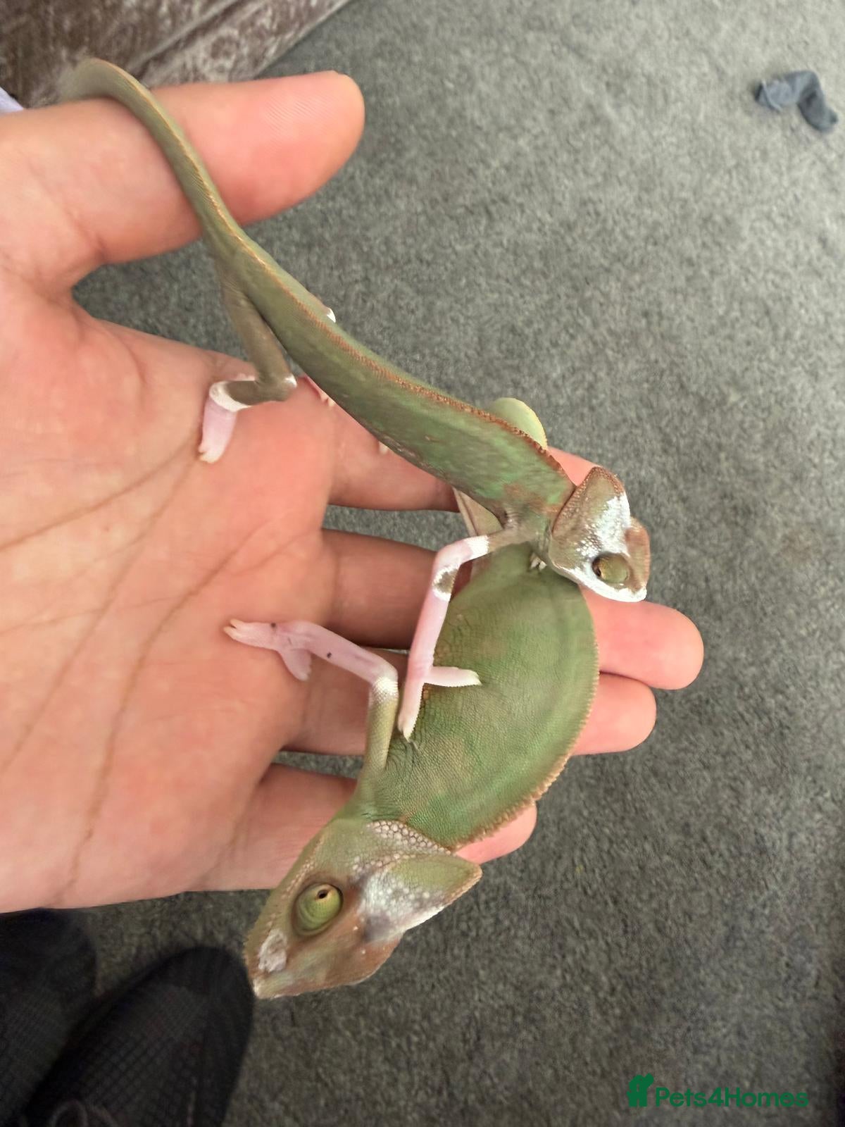 Chameleon reptiles Pied Chameleon x2 - Advert 1