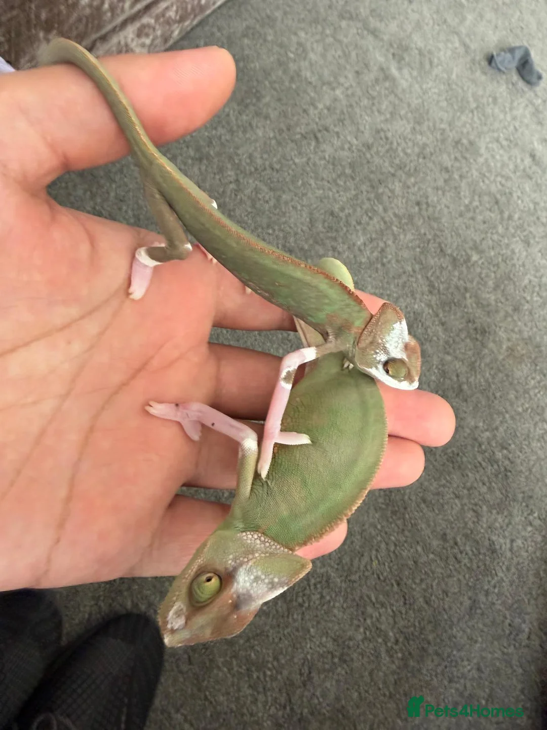 Chameleon reptiles for sale: Pied Chameleon x2 in Oldham - Advert 1