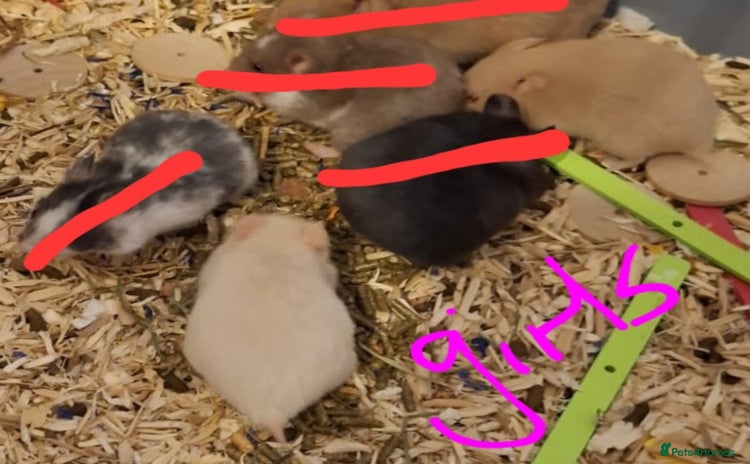 Hamster rodents - Advert 3