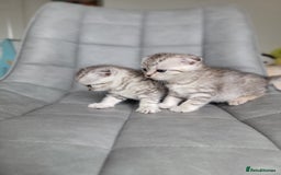 Scottish Fold cats for sale: Scottish mixed  - Image 8