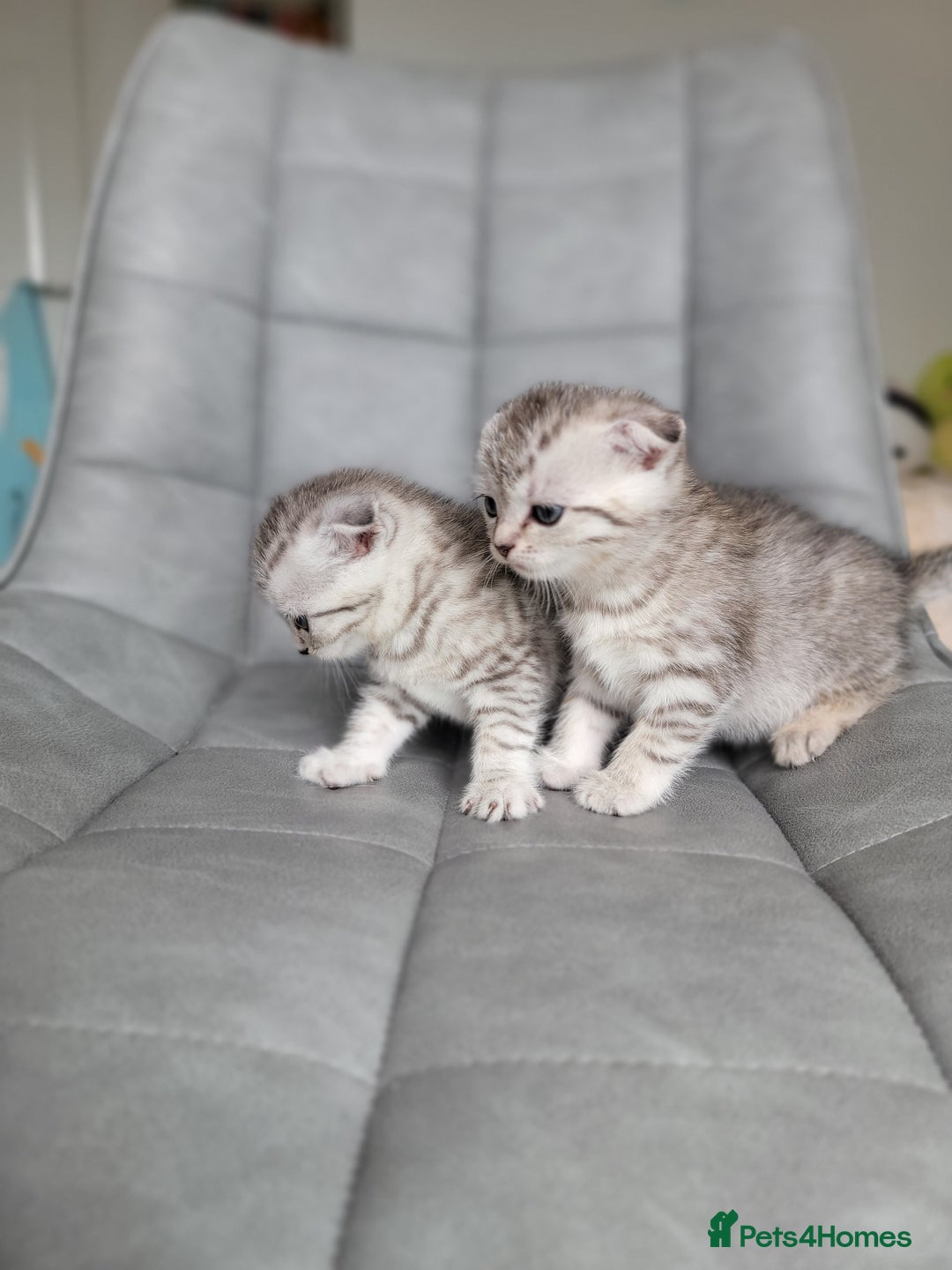Scottish Fold cats for sale: Scottish mixed  - Image 8