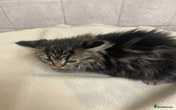 Mixed Breed cats for sale: Beautiful rag doll cross kittens - Image 6