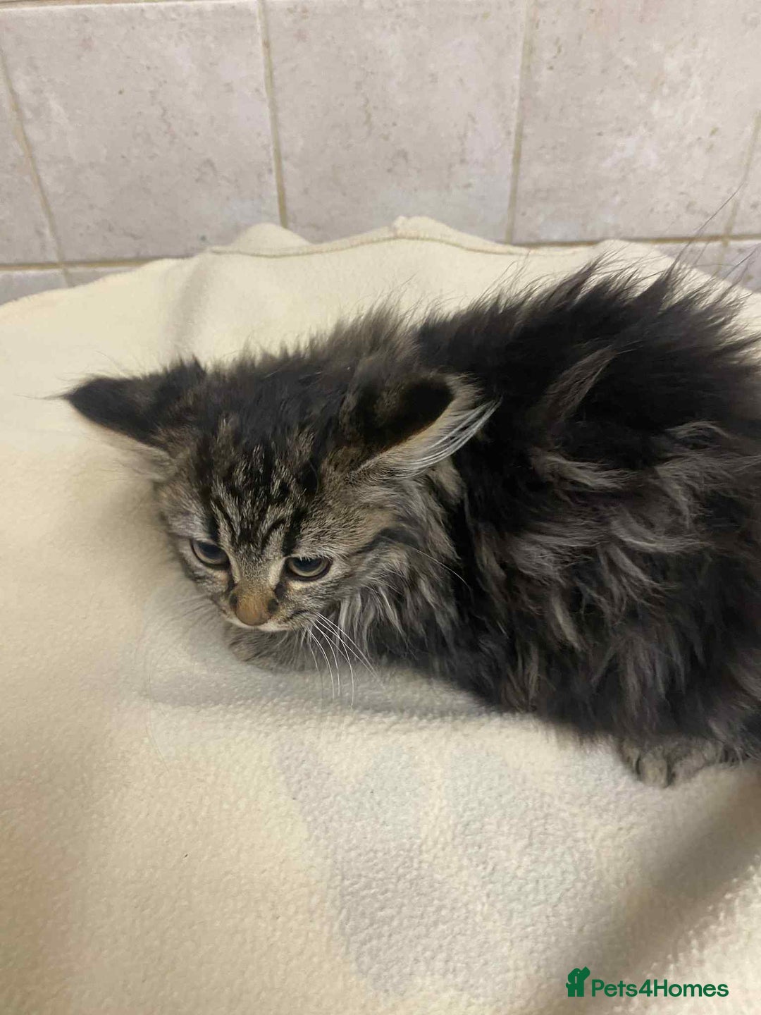 Mixed Breed cats for sale: Beautiful rag doll cross kittens - Image 6