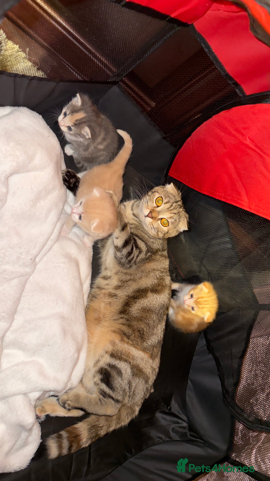 Scottish Fold cats for sale: Scottish Fold Kittens ready for Loving Homes - Image 12