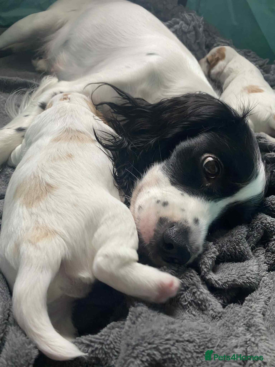 Mixed Breed dogs for sale: Sprocker puppies - Image 2