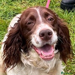 English Setter dogs Jara  - Advert 1
