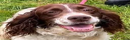 English Setter dogs for adoption: Jara  in Newcastle upon Tyne - Advert 1