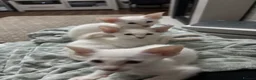Siamese cats for sale: GCCF registered Siamese kittens in Great Yarmouth - Advert 7