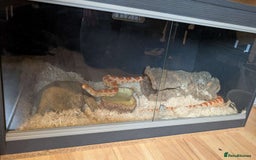 Corn Snake reptiles for sale: Corn snake + set up - Image 4