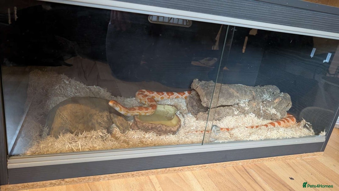 Corn Snake reptiles for sale: Corn snake + set up - Image 4