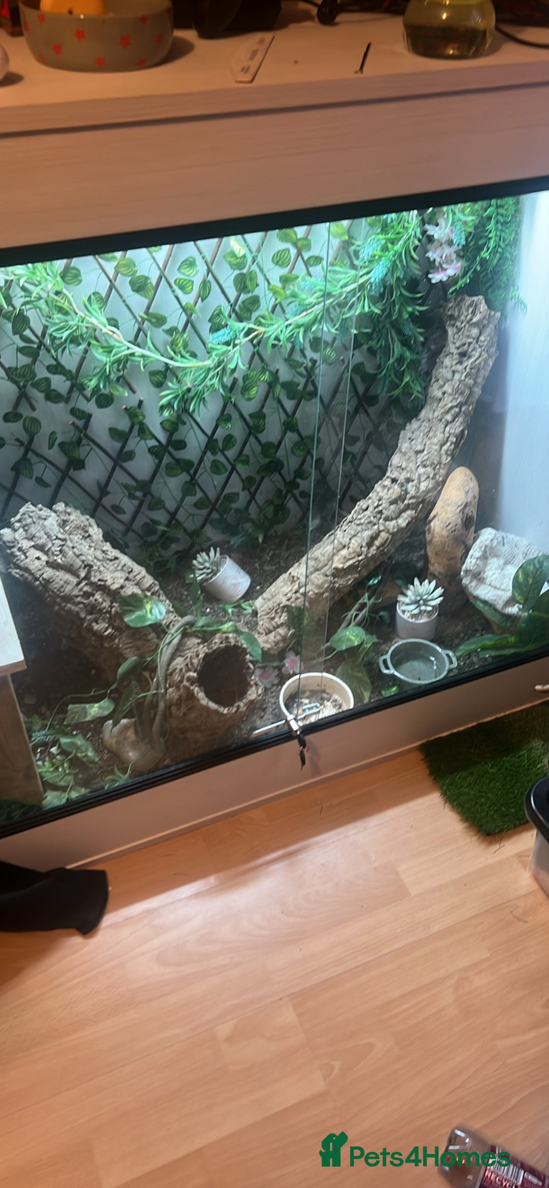 Lizard reptiles for sale: Black and white tegu for sale  - Advert 17