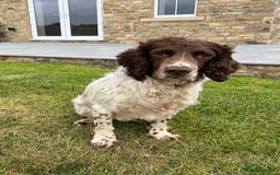 English Springer Spaniel dogs for sale: Liver and white male springer spaniel. - Image 5