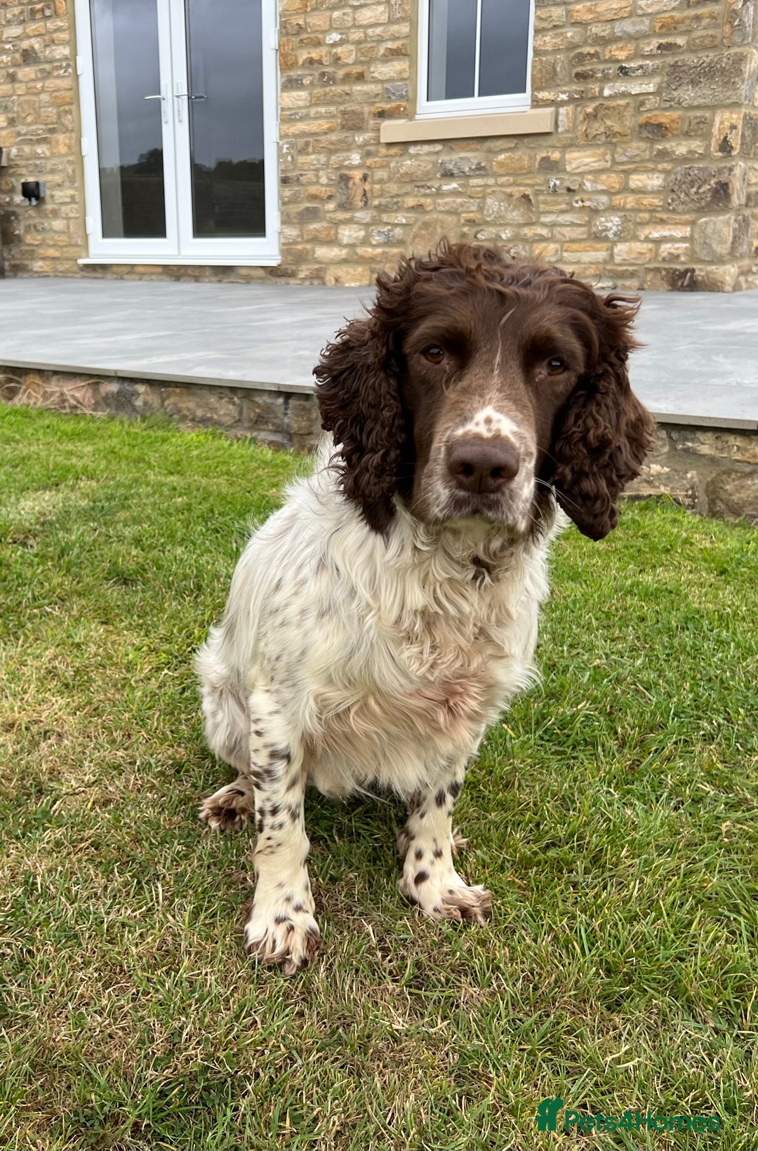 English Springer Spaniel dogs for sale: Liver and white male springer spaniel. - Image 5